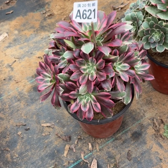 621浣纱法师不包断枝