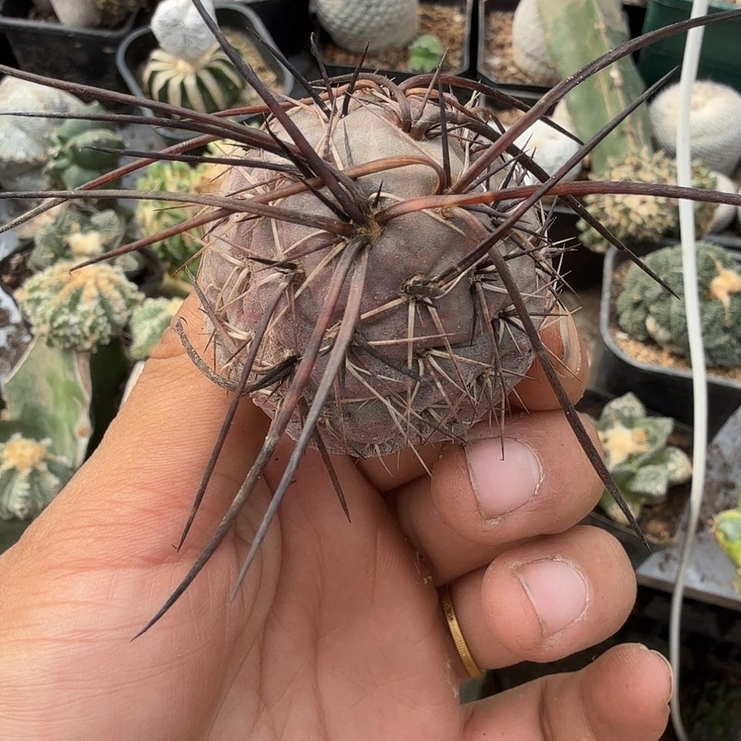 紫皮鹅蛋习志野仙人球