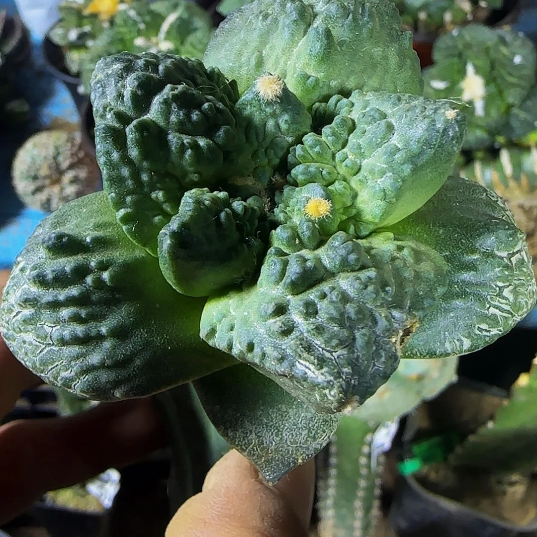 龟甲怒660。