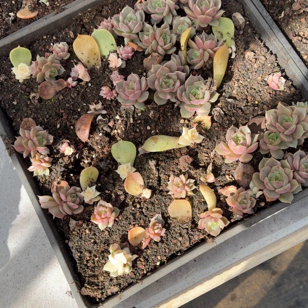 随***！贝加尔湖锦上园艺一物一拍