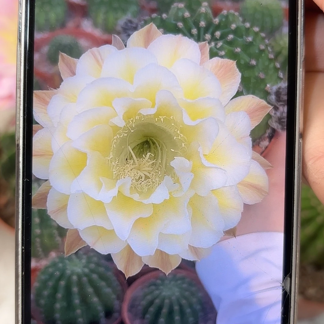 彩草心形黄白5公分左右