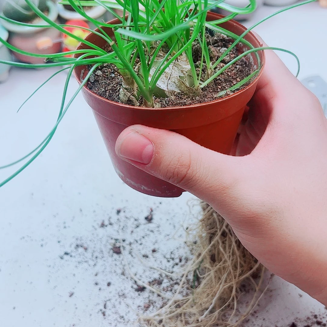 香水兰多肉植物洛根