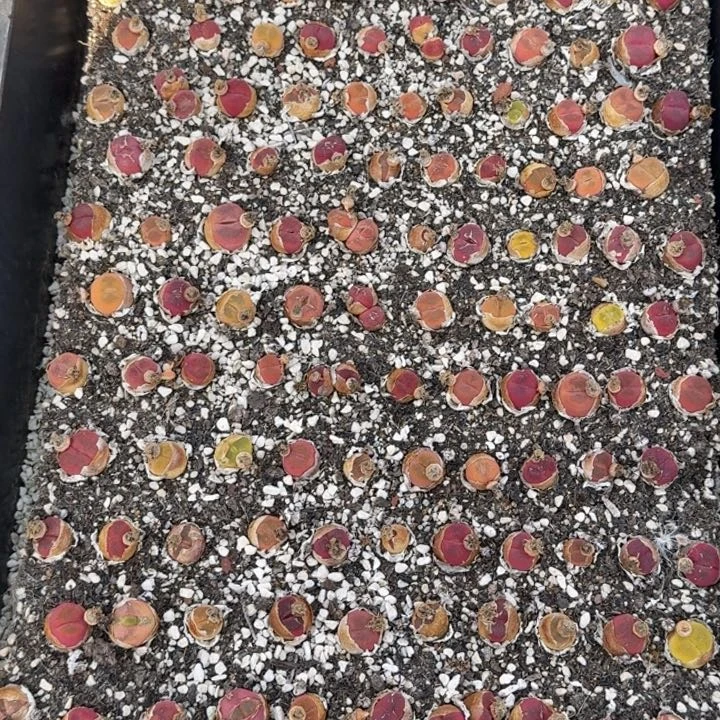 红宝石一框福利组合专属