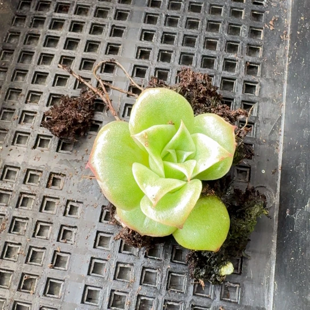 凸起月影杂交一颗量拍10-4