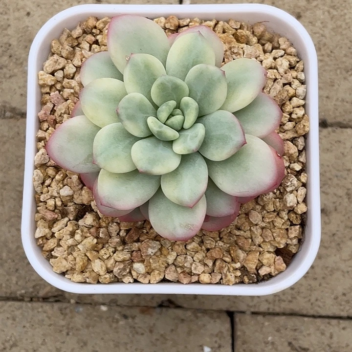 白马香水锦一物一拍锦龙