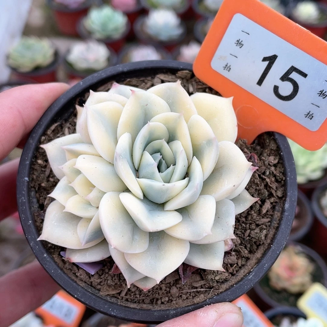 【闪购商品】15号的