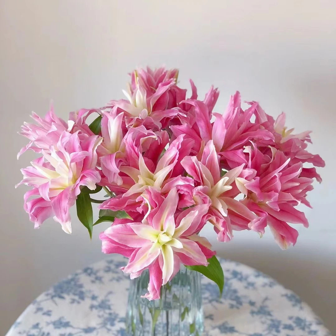 【红丝带】红丝带重瓣香水百合