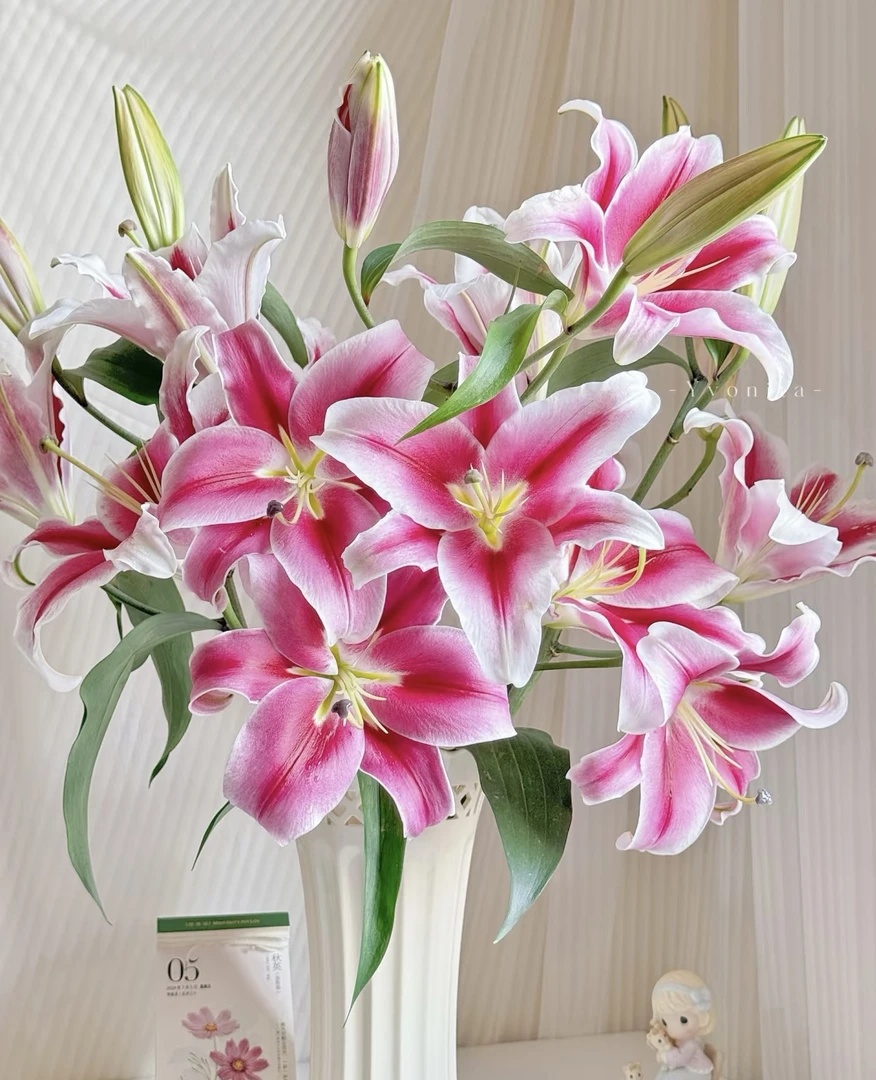 帕拉佐香水百合5支10花苞（收到及时醒花）