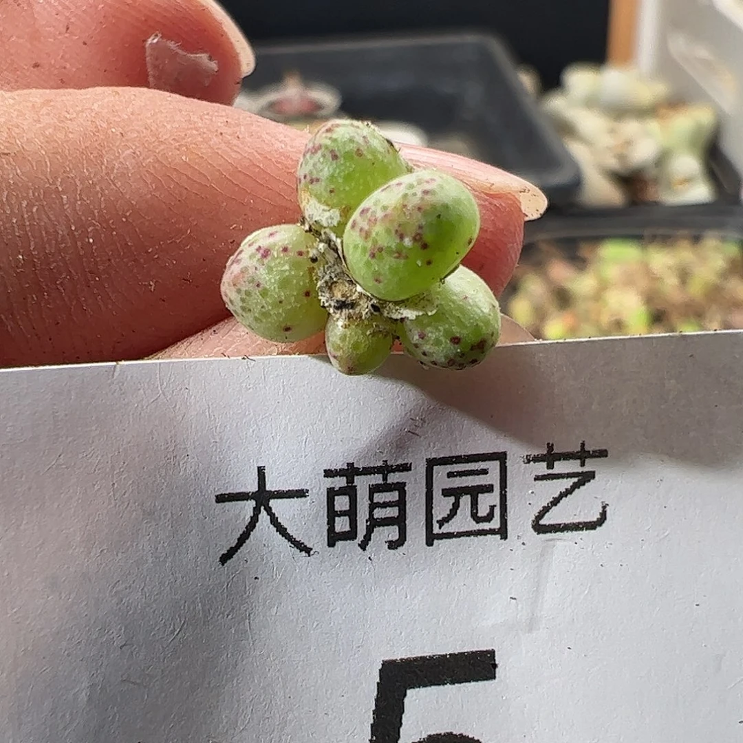 一物一拍。      5