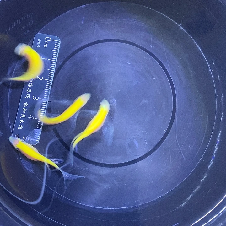 斑马鱼蝶翼斑马3-4厘米柠檬黄4条