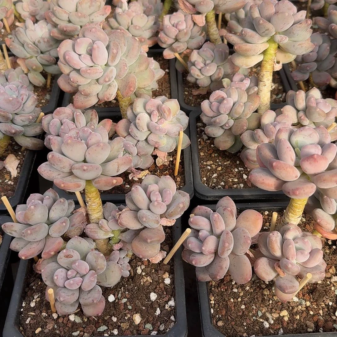 咖啡美人整无砍老桩