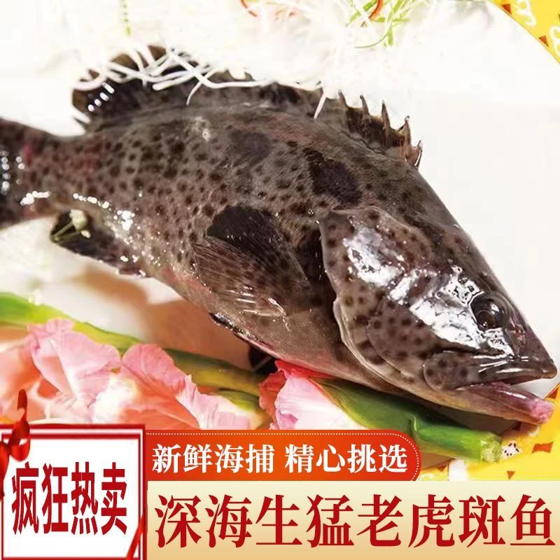 生猛龙趸石斑鱼生态