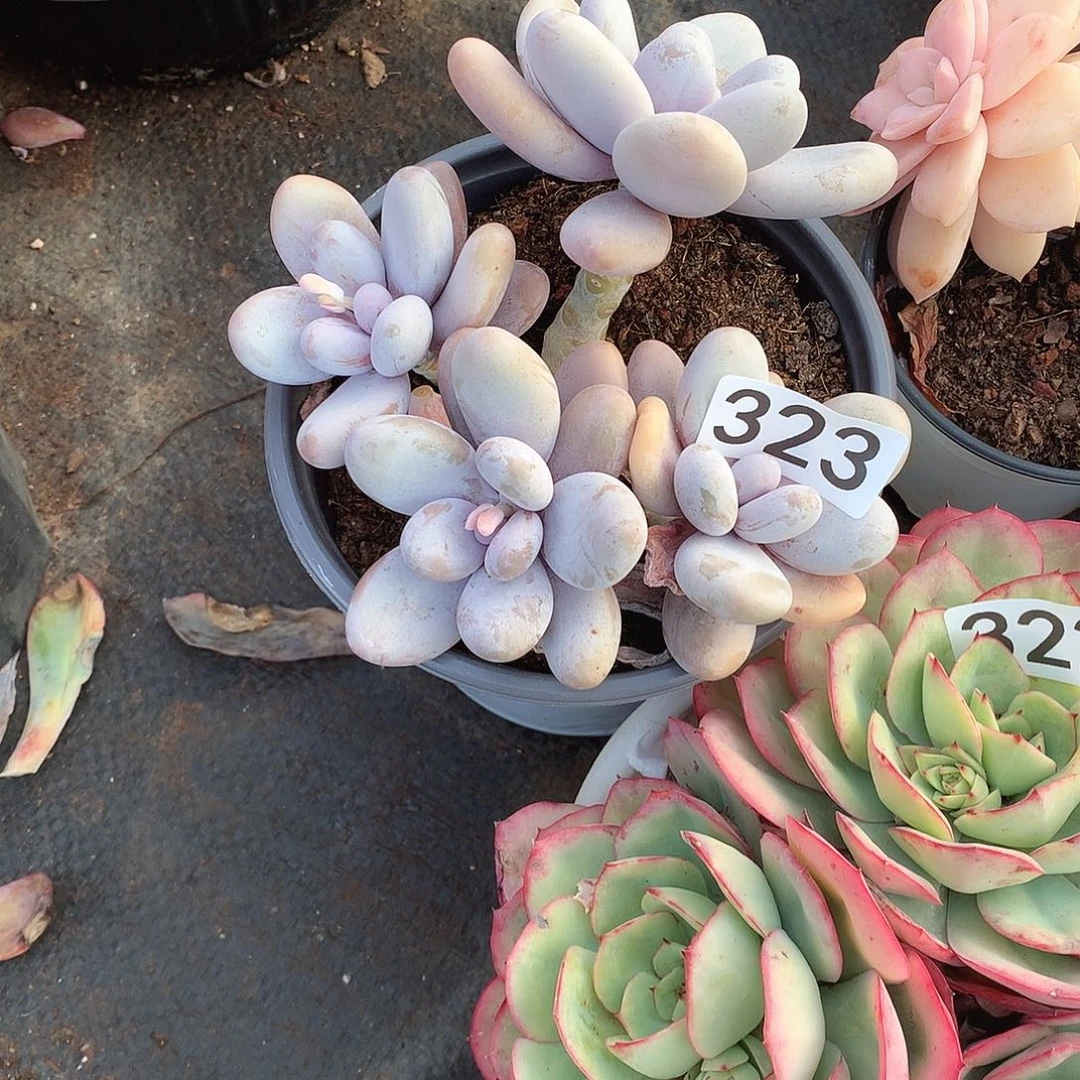 323奶酪一物一拍多肉