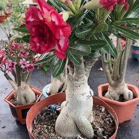 【闪购商品】无花朵乖**乖绿植
