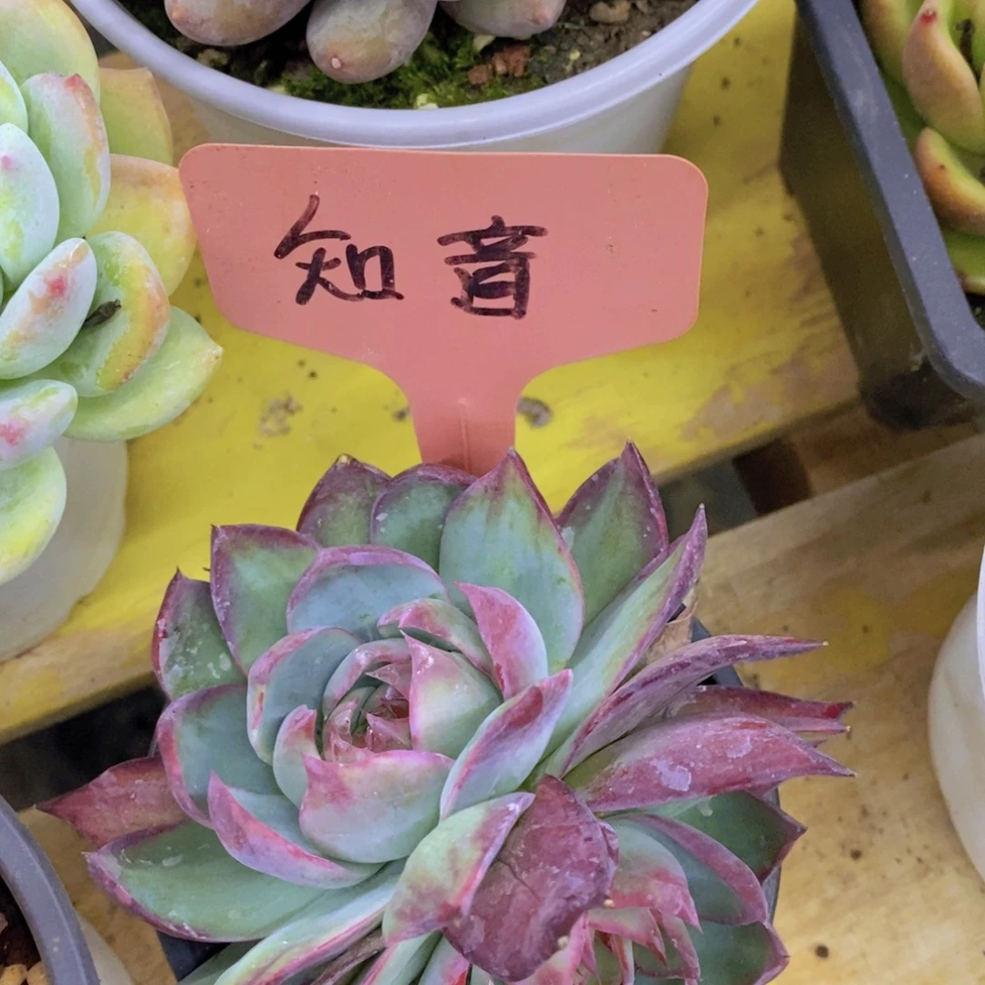 首播，开心多肉，福利
