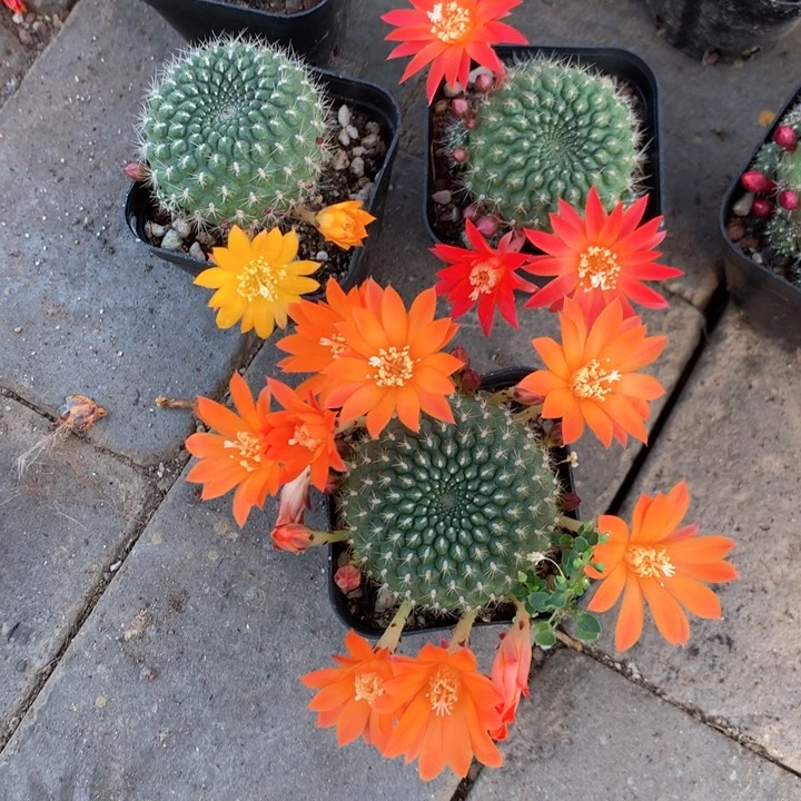 6 实生宝山带盆土发货