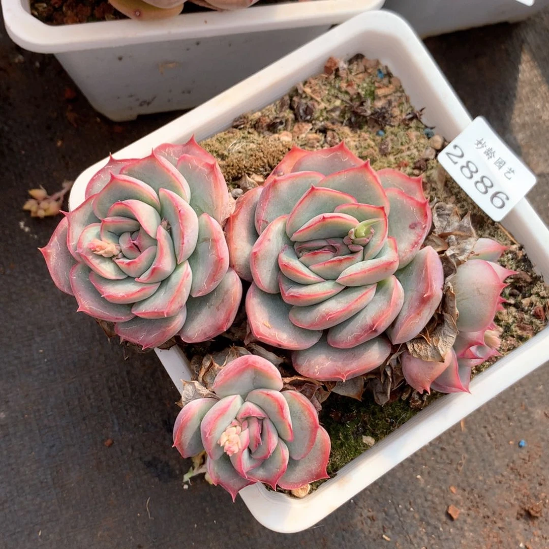 落**梅2886杂交多肉植物基地