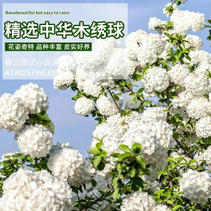 中华木树苗大花斗球庭院别墅耐寒盆栽风景树绣球花本绣球