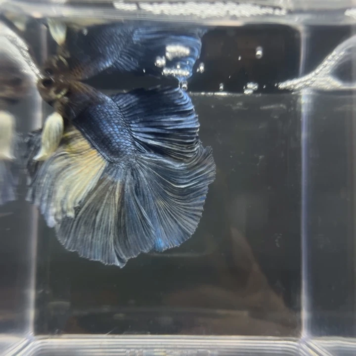 斗鱼灰蓝色编号209