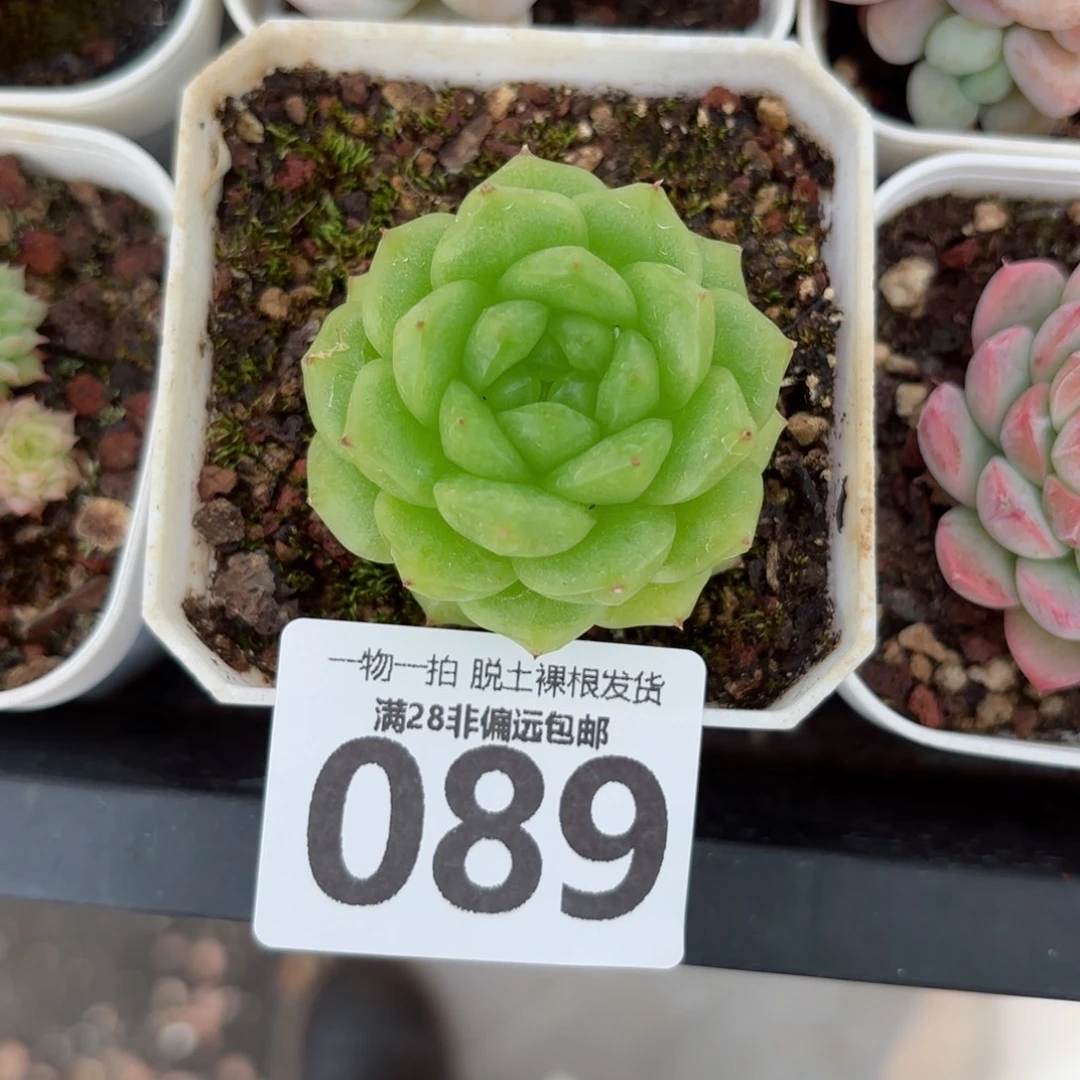 灯泡珍妮无盆土发货