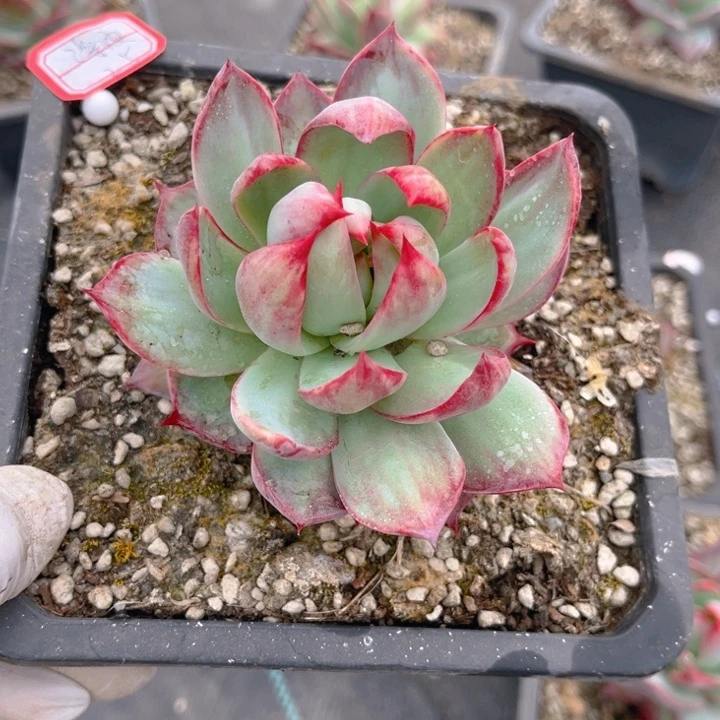 海*惊鸿一颗单头140盆