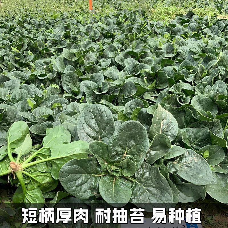 趴地菠菜种子大叶厚肉耐热耐寒四季菠菜种籽庭院阳台蔬菜籽