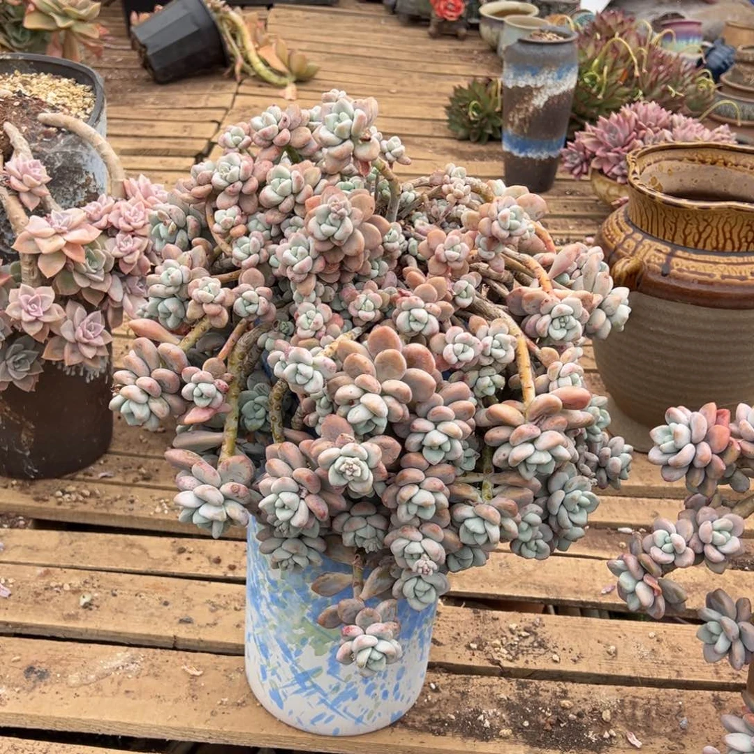 老桩洛神悬崖裸根