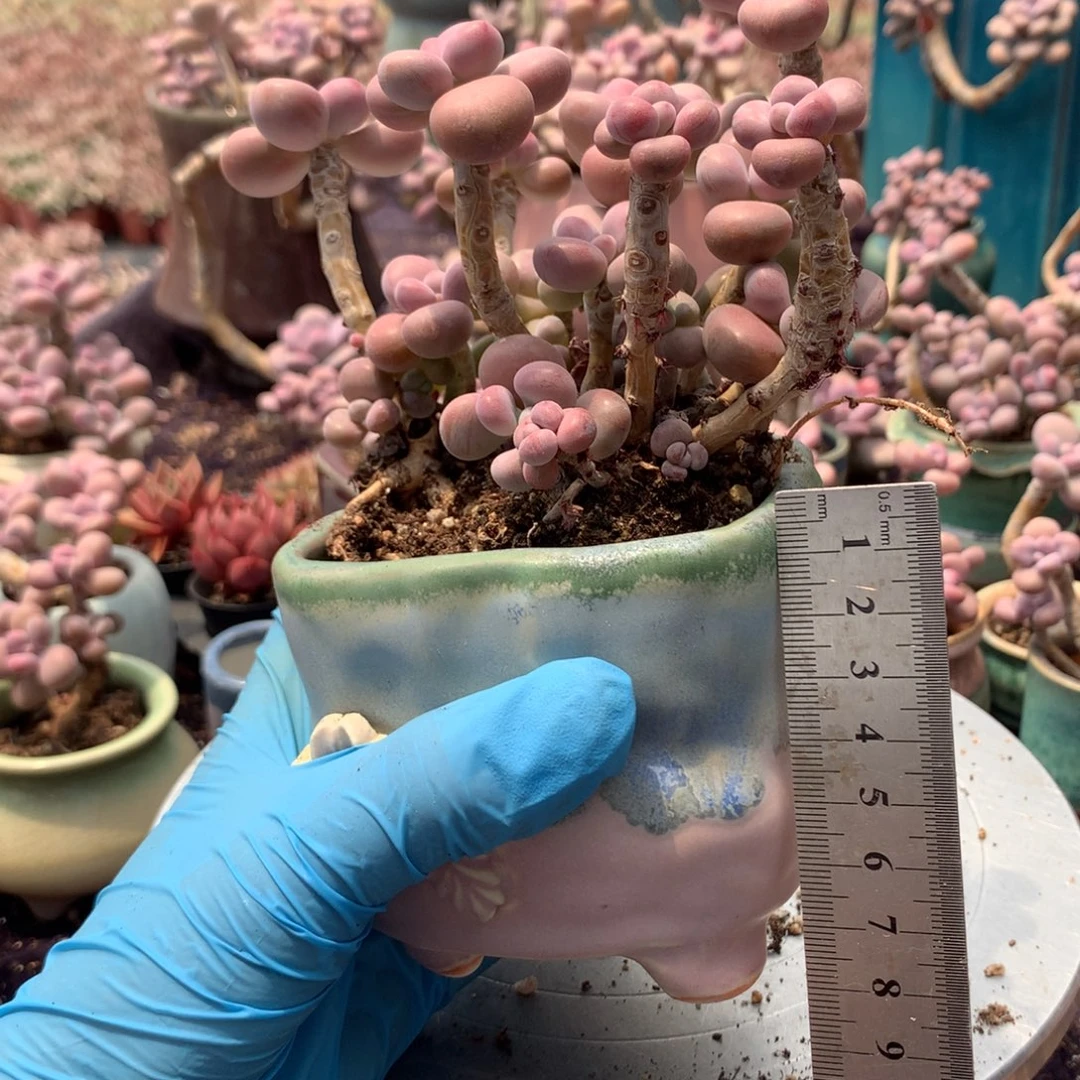 李*管16感花盆偏远地区不包邮的