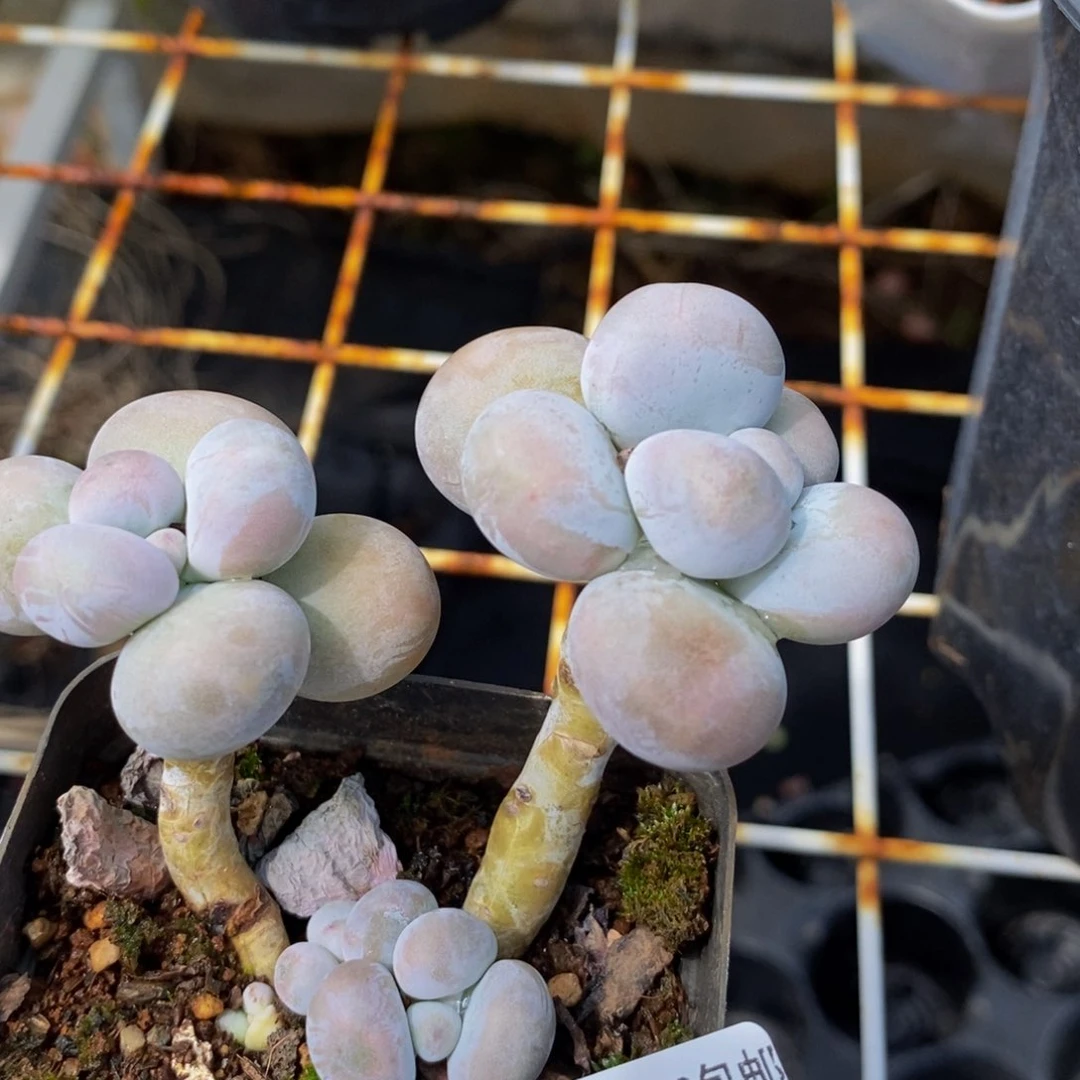 323 芭比奶酪6 厘米多肉