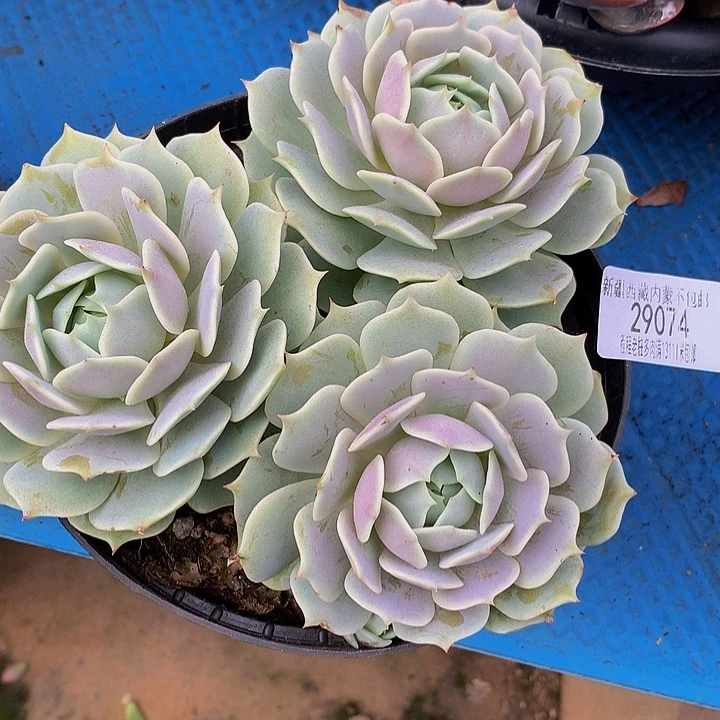 多****露娜连29074多肉多肉