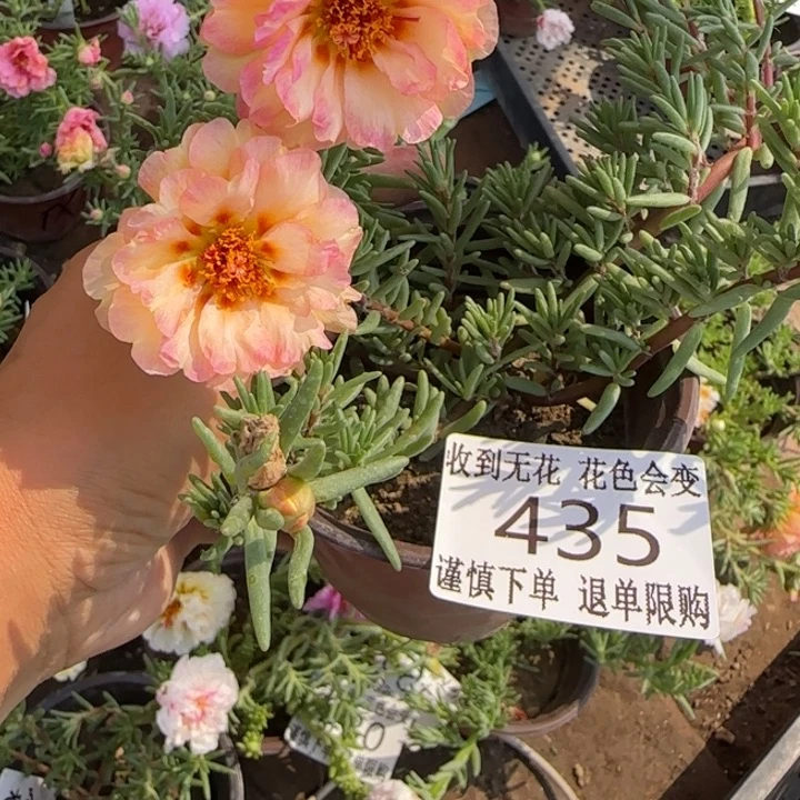 无花朵435香槟超小苗盆口10cm