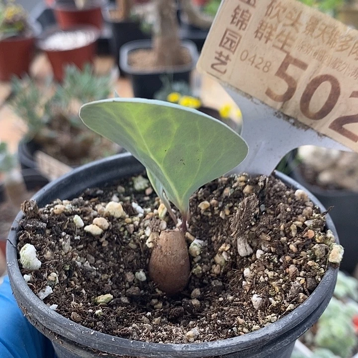 502紫花厚敦菊一一一一一一一