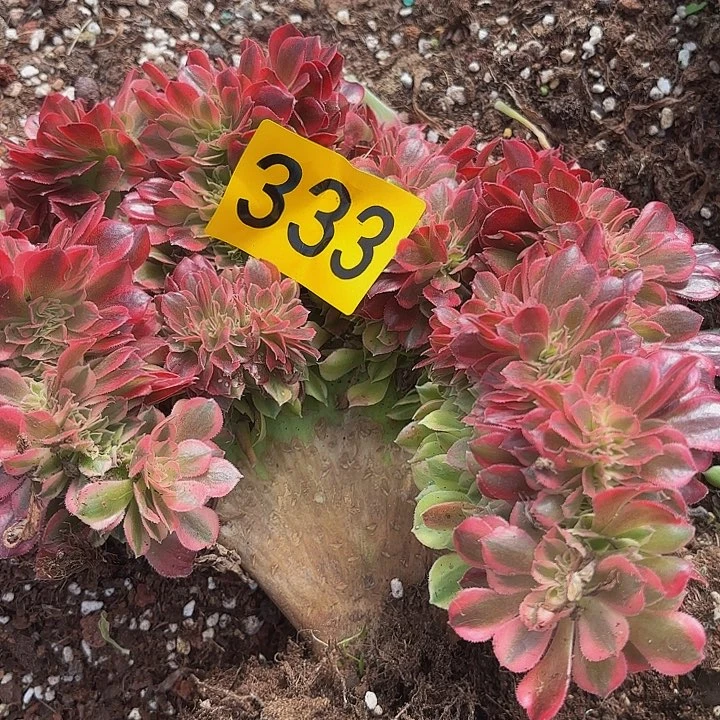 多肉植物福利333