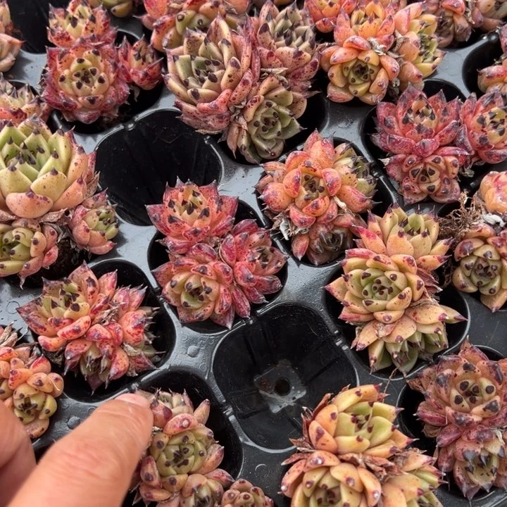 万圣夜黑夜群3颗量拍多肉满20包邮初7发