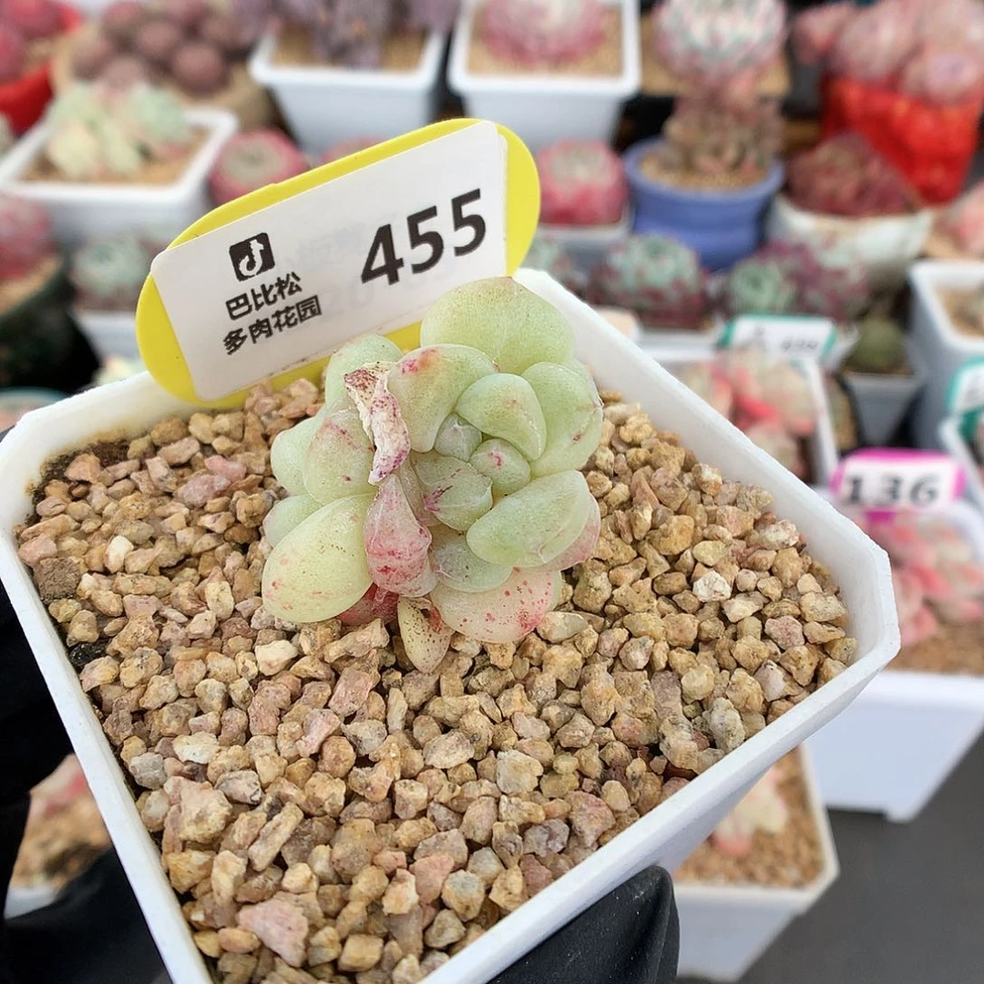 455 冰玉石化多肉