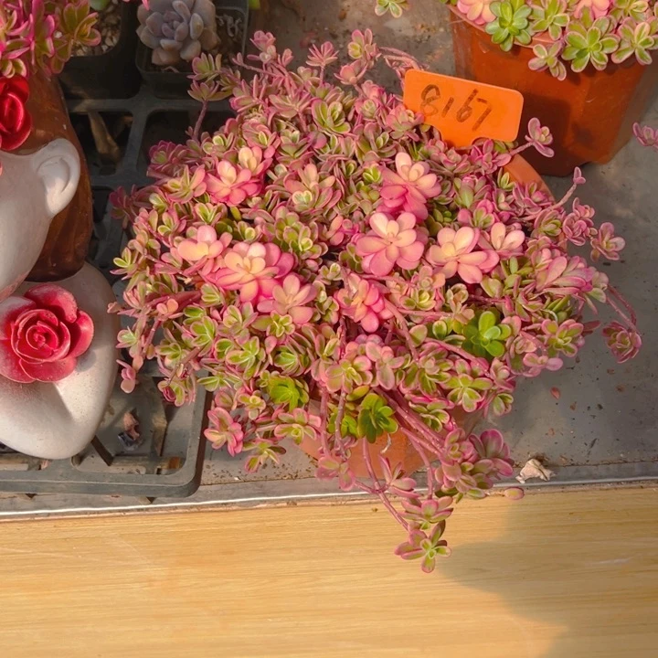 太阳花锦多肉植物8167