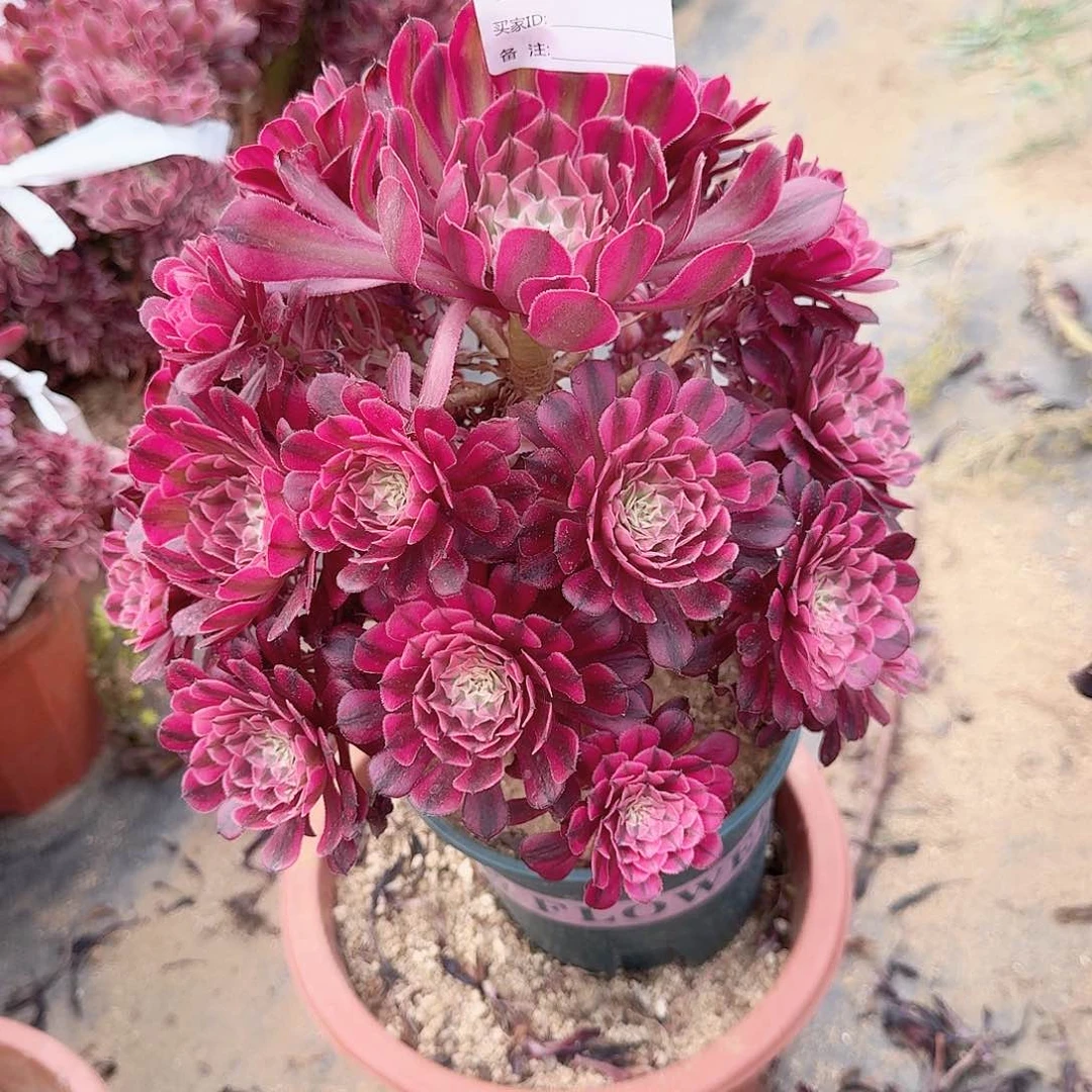 617红彤壶手捧一颗满28包邮