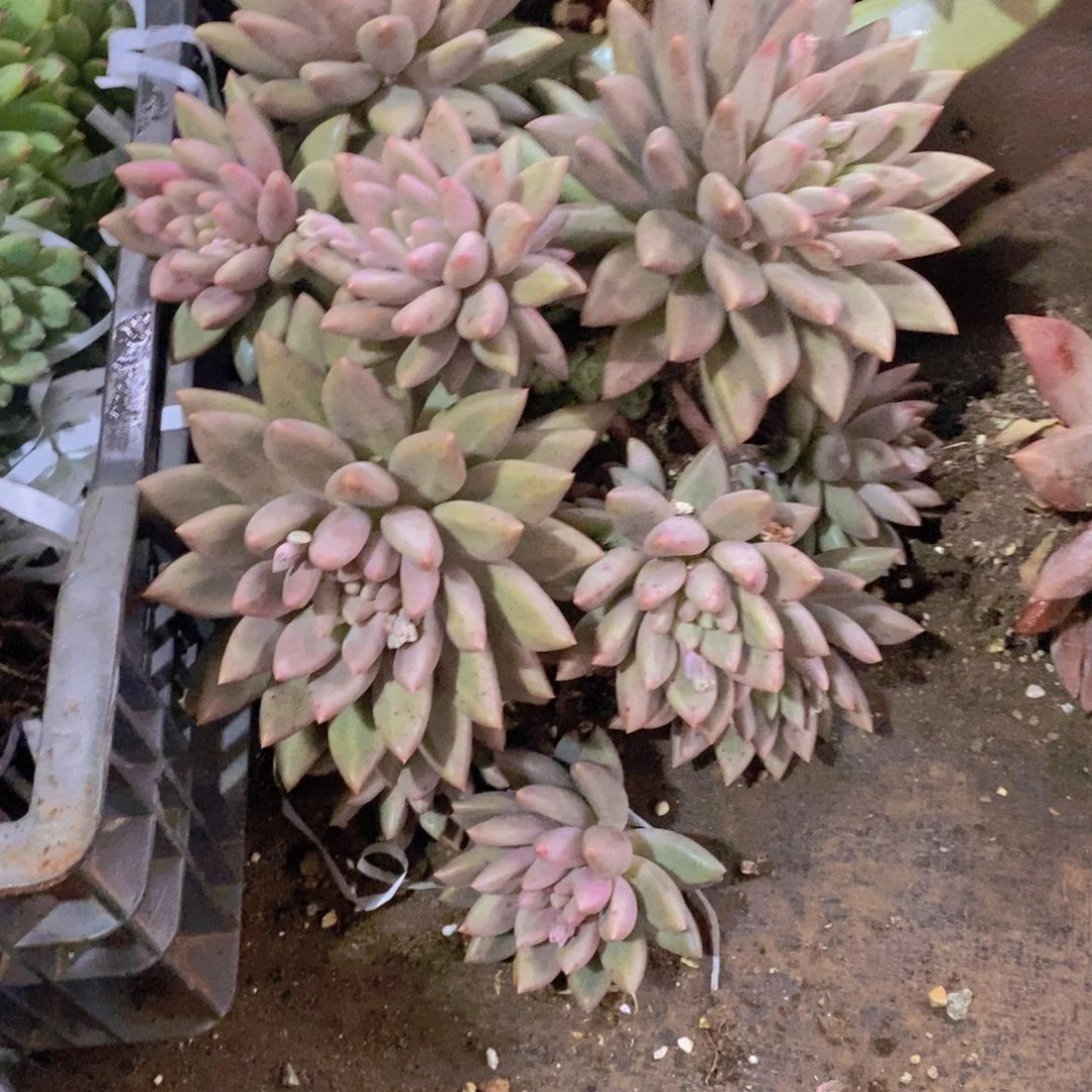 多肉植物植物植物多肉