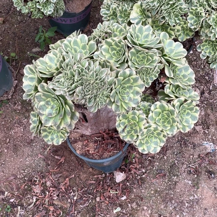 法师老庄缀化绿豆沙