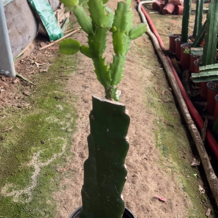 当前无花栽培后可以开花泽娜1296