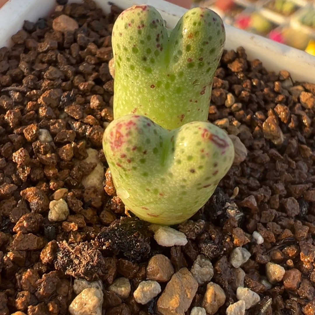 草莓斑马多肉植物盆栽栽培