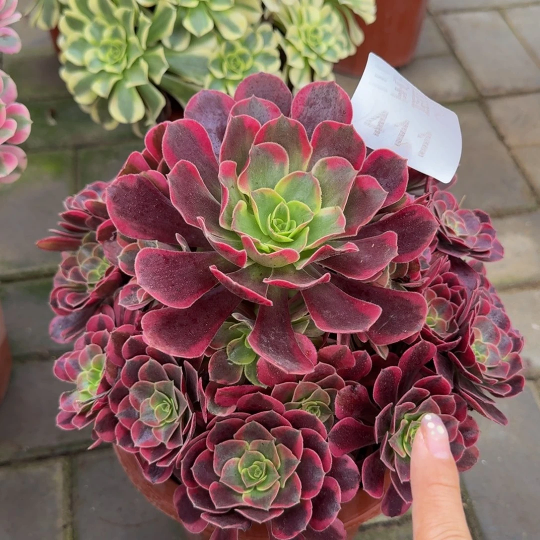 冷***气多肉植物411补差价寄养凤冠