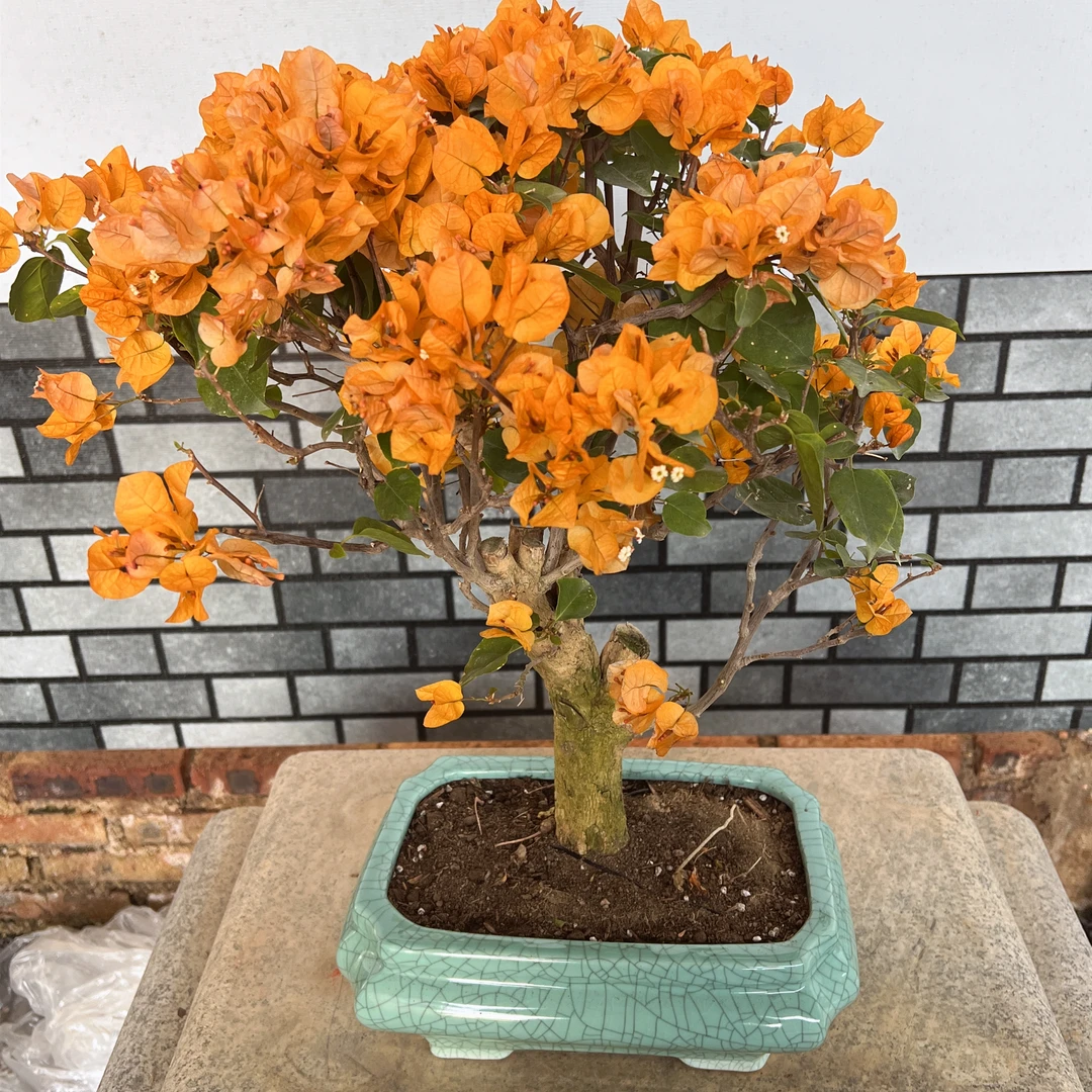 【艺景园花花公子专用】加黄造型盆景原生老桩好养勤花M