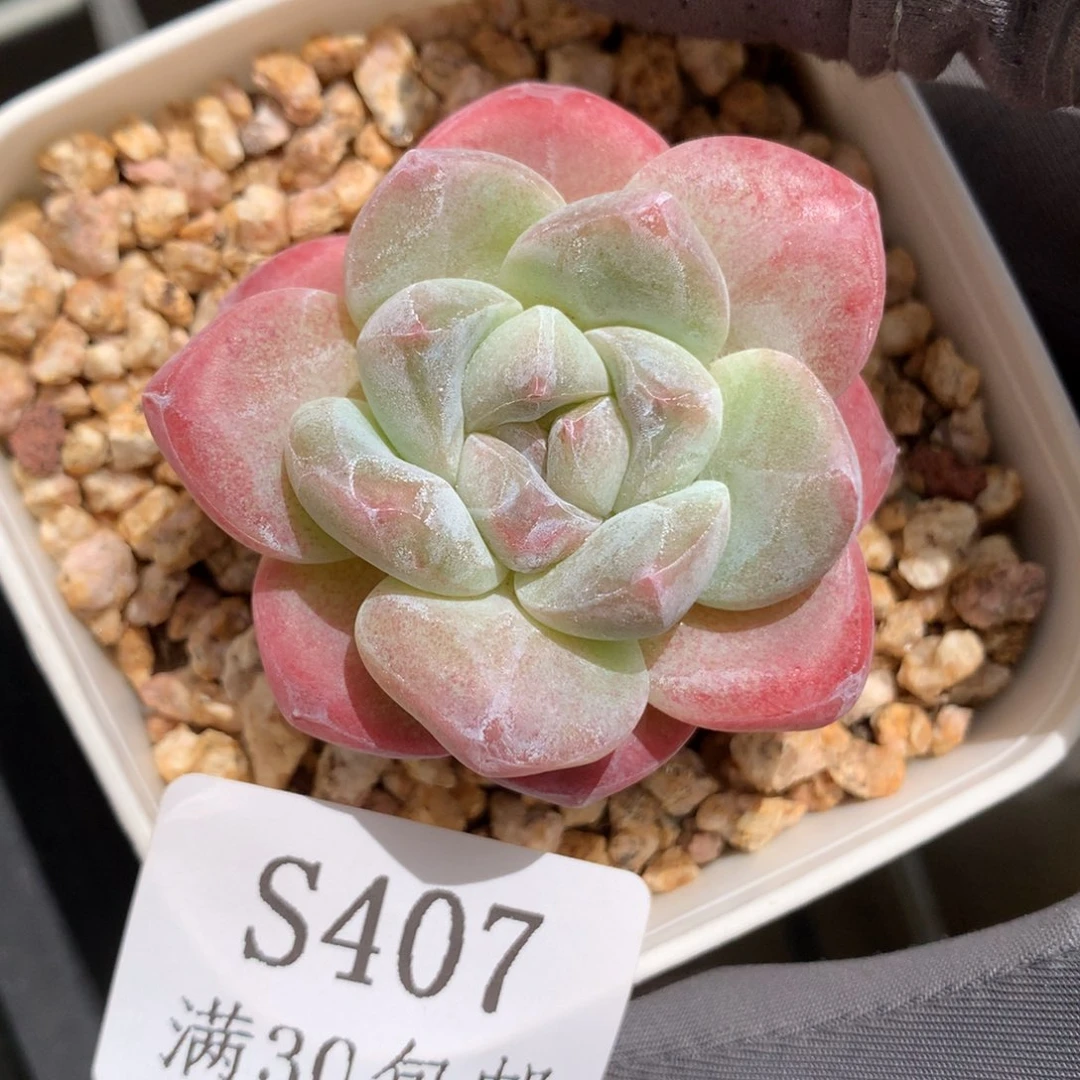407。老桩变异冰玉4cm单头。
