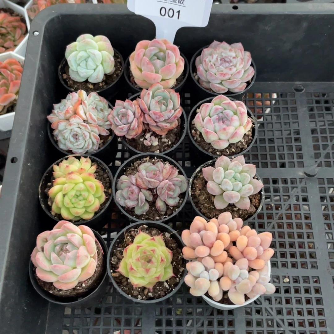 不包整散 盆子不售后001