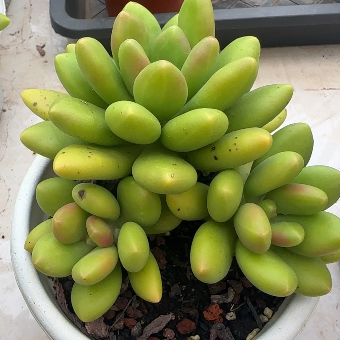 多肉植物一物一拍