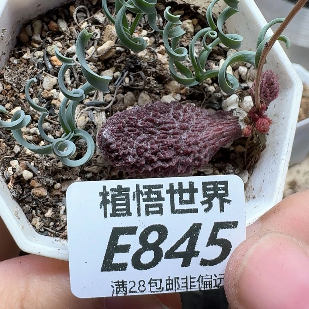 多肉植物的人生fvbh