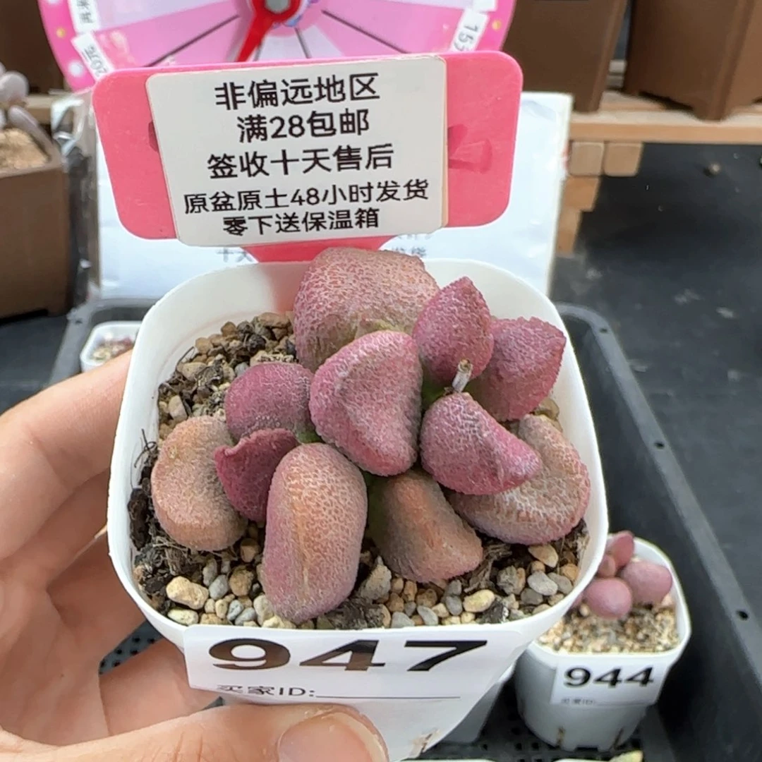 947赛猪肝多肉植物