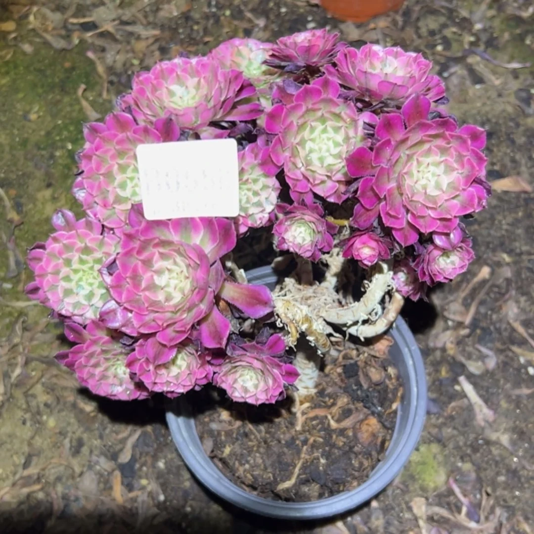 【闪购商品】558红铜白多肉