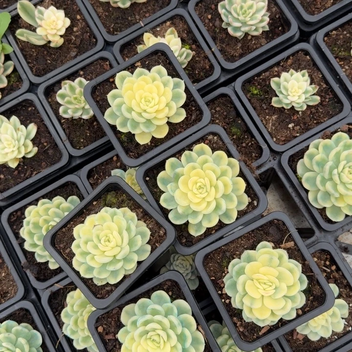 一颗草莓冰金潜力股一刻的价格